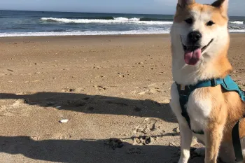 Hayden SK rescue dog