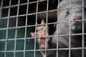 A close up photo of a mink in a dirty cage