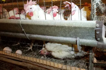 chickens confined in a factory farming environment