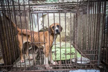A dog is shown locked in a cage at a dog meat farm in Namyangju, South Korea
