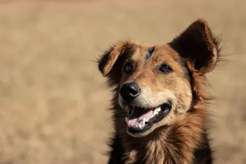 A friendly dog during an spay/neuter event in South Africa