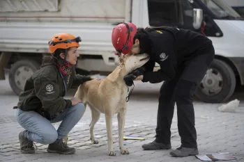 Humane Society International team members assess a dog they met as the team worked to rescue pets stranded in earthquake-damaged homes in Antakya. 