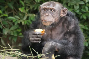 a chimpanzee holding a piece of fruit
