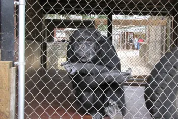 Chimp in cage