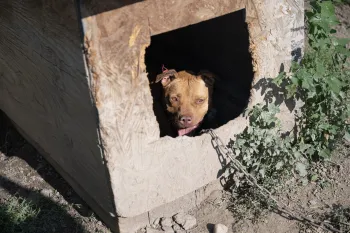 Tan dog chained up
