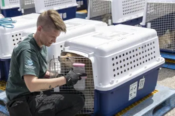A small dog who was rescued from a dog meat farm peeks out from their transport crate to sniff the face of a Humane World staff member as they attach water to the pup's crate.