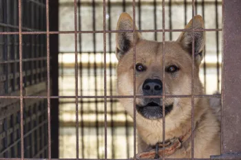 A light brown dog looks out from behind a wire cage at a dog meat farm in South Korea