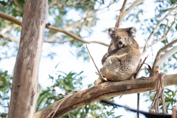 A koala sits on a branch of a eucalyptus tree on Kangaroo Island, five years after the horrible bushfires.