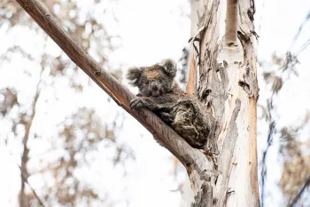 Animals impacted by the Australia wildfires in 2020