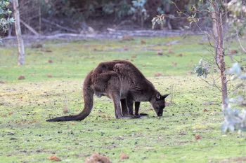 A kangaroo grazes in a grassy clearing on Kangaroo Island, Australia, five years after the 2020 wildfires.