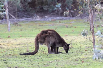 A kangaroo grazes in a grassy clearing on Kangaroo Island, Australia, five years after the 2020 wildfires.
