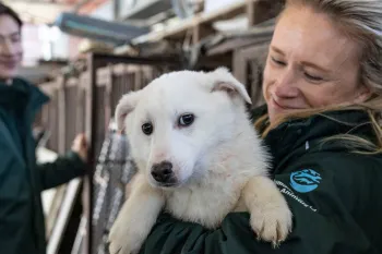 Dr. Katherine Polak interacts with a dog at a dog meat farm