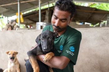 Staff members wearing Humane World for Animals branded clothing, interact with dogs affected by the dog meat trade