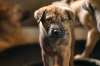 A puppy with cherry eye stands in tire inside an enclosure that has been repurposed to raise puppies at a dog fattening facility
