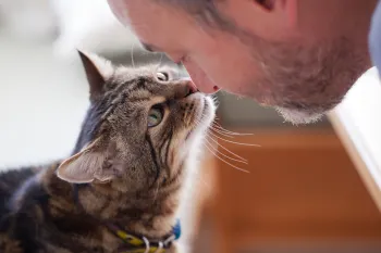 A man and his cat touch noses as a sign of affection toward one another