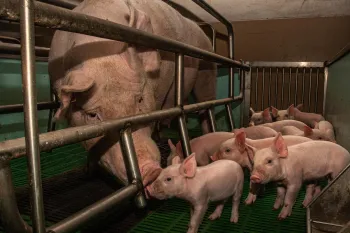 Mother pig with piglets