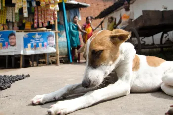 Dog lying on street in India