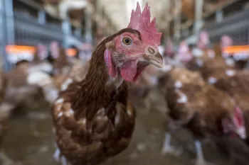 Chickens in chicken house