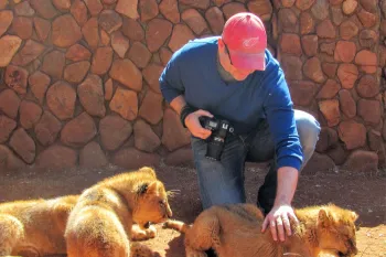Captive bred lion cubs being petted by tourists as a facility in South Africa