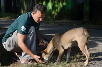 A person petting a dog