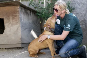 a dog licks a woman's face