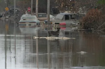 a dog walking in a flooded street