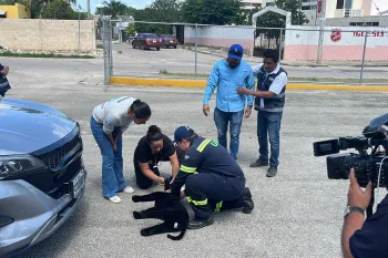 Hurricane drill in Merida, Yucatan, Mexico. Dog hit by a car