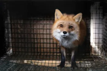 A fox stands in a cage at a fur farm in Ohio, just before being rescued.