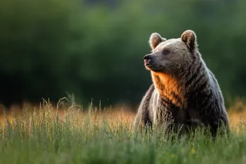 A brown bear in tall grass