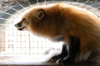 Fox in cage at a fur farm in Ohio