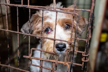 Small havanese dogs looks out through rusty cage with cherry eye