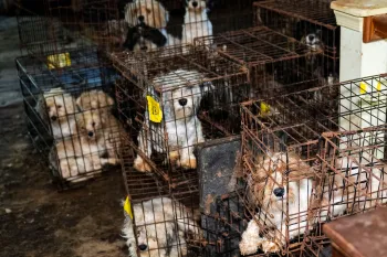 Dogs in dark room filled with rusty cages
