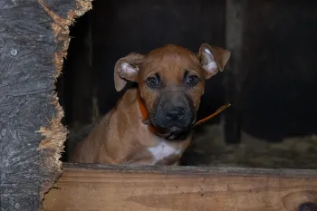 A dog in a wooden structure