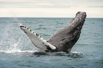 Photo of a humpback whale breeching.