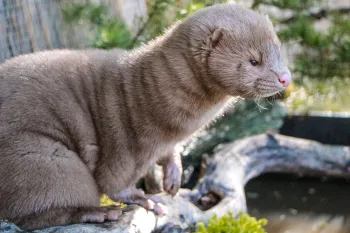 Mink at a sanctuary in his environment