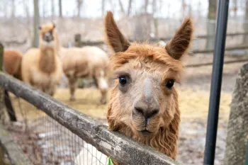 Alpaca outside in a fenced in area. 