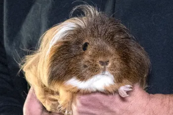 Guinea pig getting rescued