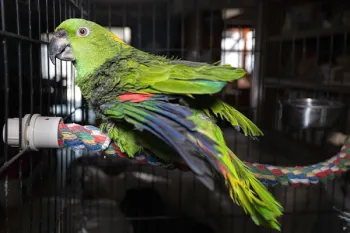 Parrot in a cage, with a broken wing