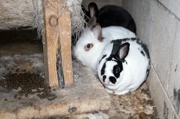 Rabbits hiding in a corner waiting to be rescued.