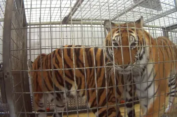 Tigers in cages