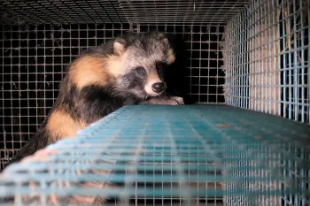 Raccoon dog on a fur farm