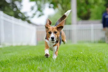 Teddy, an 18 month old beagle, has fun at his new home