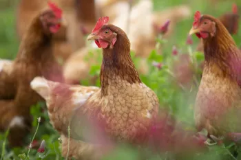 Free hens