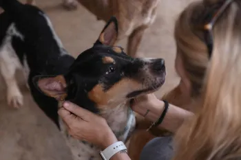 Indonesia Dog Meat Rescue - Temp Shelter