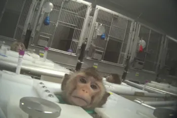 Primate