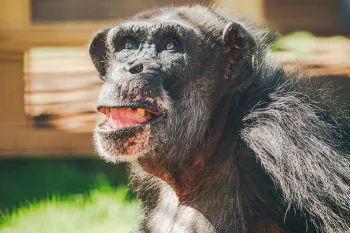 Chimpanzees previously used in experiments at Alamogordo Primate Facility (APF) who were moved to Chimp Haven sanctuary in February 2025.