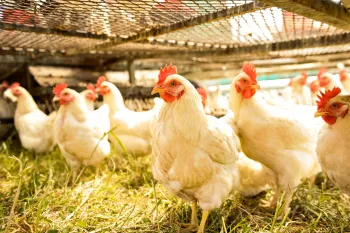 Chickens