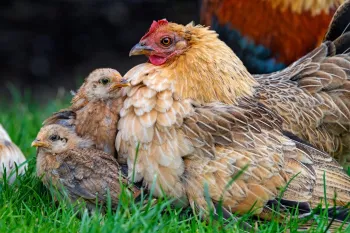 Chickens