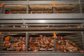 Chickens