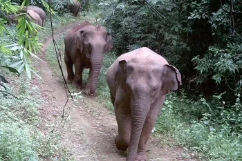 Camera-trap photos and video footage of wild elephants captured through Humane World for Animals’ monitoring programs - bringing the public face-to-face with the reality of elephant conservation in Viet Nam